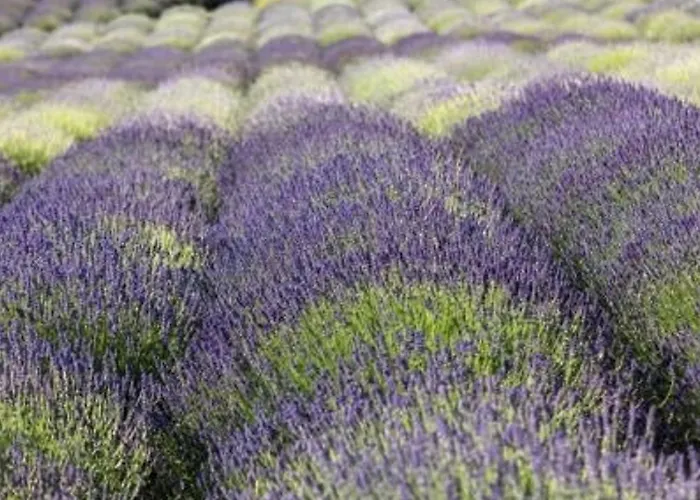 Bord De Avec 4 Couchages, Parking Et Tennis - Fr-1-251-263 * Le Lavandou